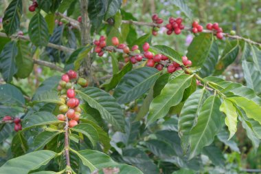 Kahve çekirdekli kahve ağacı. Kahve endüstrisi için tarlalar. Arap kahvesi ya da robusta kahvesi. Tarım endüstrisi kavramı.