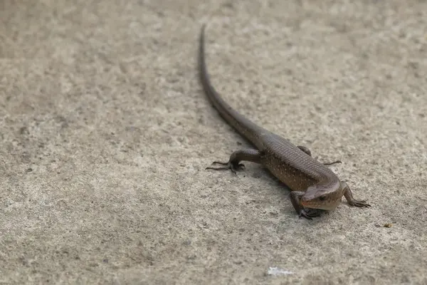 Kertenkele beton zeminde yürüyor. Açık renkli beton zemin zeminli kertenkelenin kapat