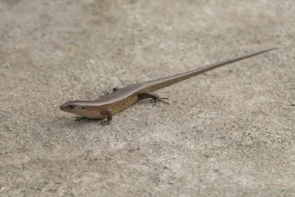 Kertenkele beton zeminde yürüyor. Açık renkli beton zemin zeminli kertenkelenin kapat