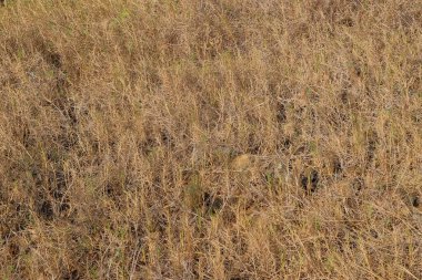 Kuru otların soyut şekilleri, desenleri ve dokuları. Çimenler kurumaya, kahverengileşmeye ve biraz da yeşilleşmeye başlıyor. Tarlalarda yabani otlar. Grafik tasarımı veya afiş arkaplanı için soyut