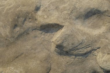 Kireçtaşı yüzeyindeki soyut süs. Gölün kenarındaki kireçtaşı duvar. Kireç taşının yüzeyindeki doğal süsler. Grafik tasarımı veya afiş arkaplanı için. Çevre kavramı