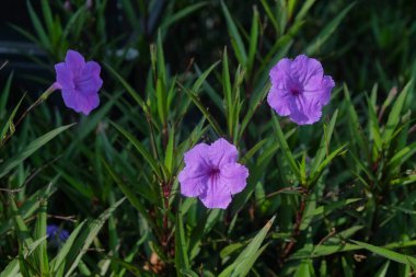 Bilimsel adı Ruellia tuberosa olan humma kökü çiçeği mor açar. Bahçedeki ateş kökü çiçeğini kapat. Mor saplı yeşil yapraklar