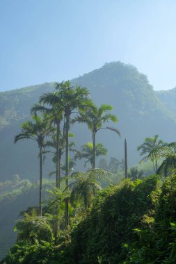 Arka planda tepeleri olan geniş ve uzun sıra palmiye ağaçları. Gün boyunca dağların güzel manzarası. Sancak arkaplanı ya da grafik tasarımları için kullanılabilir