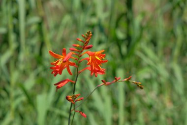 Çalı üzerinde Crocosmia masoniorum çiçeklerinden kapanmış. Turuncu ve sarı karışımlı güzel kır çiçekleri.
