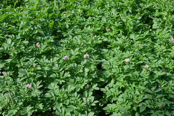 Soyut şekiller, desenler ve çiçek açan patates tarlaları. Patates çiçekleri mordur. Patates yaprakları yeşil ve yemyeşildir. Grafik tasarımı veya afiş arkaplanı için