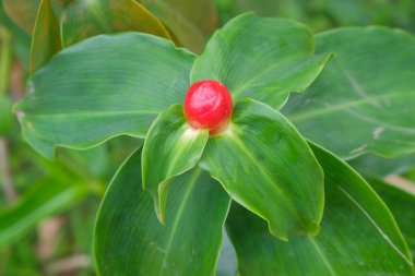 The red buds of the Costus spicatus flower are also known as spiked spiral flag ginger or Indian head ginger. The flowers are red and the leaves are long green clipart