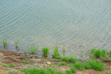 The green grass on the edge of the lake looks lush. natural vegetation on the edge of the lake. For graphic design or environmental themes clipart