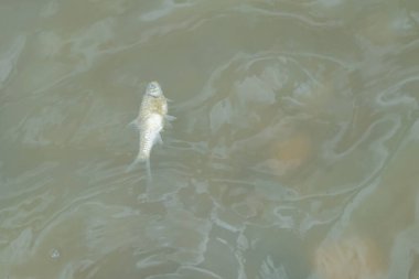 Gölde ölü ve çürüyen balıkların görünümü. Tatlı su ekosistemleriyle ilgili çevresel sorunlarla ilgili