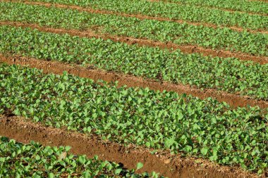 Soyut şekiller, desenler ve lahana yetiştirme alanlarının dokuları. Çapraz kompozisyonu olan bir set. Çocuk odası yüzeyi