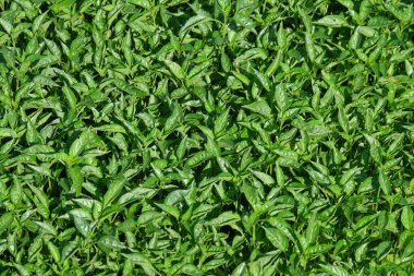 Yeşil biber tohumlarının yüzeyindeki soyut şekiller, desenler ve dokular. Çocuk bahçesindeki acı biber tohumları. Kırsalda geleneksel biber fidanlığı. Grafik tasarımı veya afiş arkaplanı için