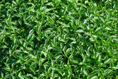 Yeşil biber tohumlarının yüzeyindeki soyut şekiller, desenler ve dokular. Çocuk bahçesindeki acı biber tohumları. Kırsalda geleneksel biber fidanlığı. Grafik tasarımı veya afiş arkaplanı için