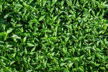 Yeşil biber tohumlarının yüzeyindeki soyut şekiller, desenler ve dokular. Çocuk bahçesindeki acı biber tohumları. Kırsalda geleneksel biber fidanlığı. Grafik tasarımı veya afiş arkaplanı için