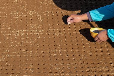 Close up of hands planting vegetable seeds in the field. Woman's hand holding a bowl filled with vegetable seeds.Traditional vegetable seedbed clipart