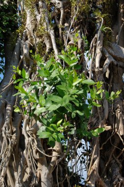 Büyük ağaçlarda yetişen ökseotu bitkileri. Ökseotu ev sahibi ağaçlarda yaşayan asalak bir bitkidir.