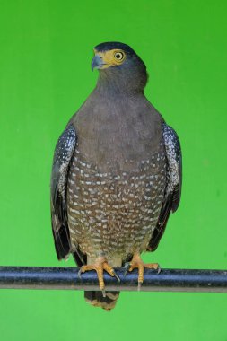 Closed up of a Crested Serpent Eagle or Spilornis cheela looking down.Crested Serpent Eagle in zoo on green background. Black with a white stripe on the rear end of the wings clipart