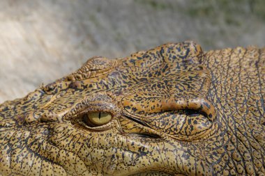 Keskin gözlerle timsah gözlerini kapat. Timsah kafa derisi tektürü ve deseni