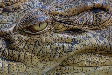 Keskin gözlerle timsah gözlerini kapat. Timsah kafa derisi tektürü ve deseni