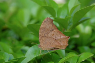 Close up of Common Evening Brown butterfly or Melanitis leda. Common Evening Brown butterflies perched on green leaves clipart