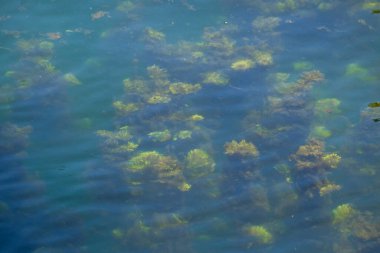 Gölde Myriophyllum spicatum ya da tatlı su yosunu koleksiyonu. Vahşi doğada suda yaşayan bitkiler. Çevreyle ilgili konular için