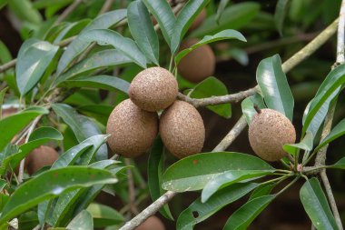 Ağaçtaki genç sapodilla meyvesi. Sapodilla meyvesinin kahverengi teni ve tatlı bir tadı vardır. Doğrudan yenmek ya da sapodilla buzuyla
