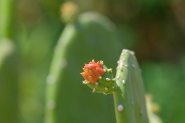 Nopal cactus or warm hand with the scientific name Opuntia cochenillifera.A cactus with a palm-like shape, green and spiny. The flower crown is red with many petals clipart