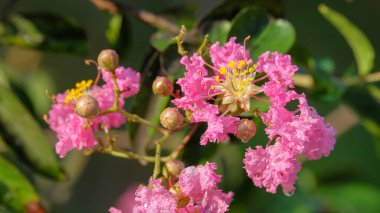 Bahçede pembe kiraz çiçekleri çiçek açar. Kapalı kiraz çiçekleri çiçek açarken. Güzel ve taze görünen pembe çiçekler.