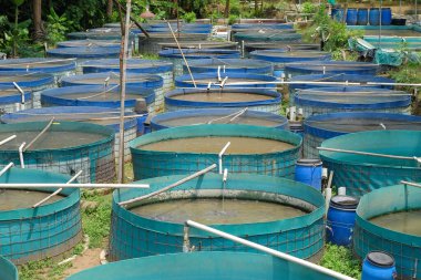 Biyoloc reklam göletleri. Biyoloc göletler mavi branda kullanır. Teknoloji ya da yeni balık yetiştirme yöntemleri