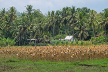 Kırsal kesimdeki mısır tarlalarının manzarası. Mısır ağaçları hasat için hazır. Tarlalar hindistan cevizi ağaçlarıyla çevrili ve köyün kenarında.