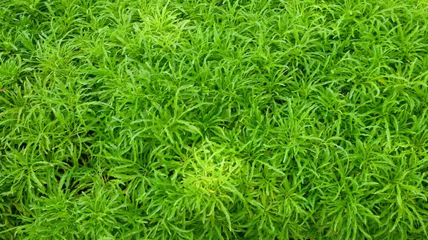 Kümeler halinde büyüyen aralia yapraklarının soyut şekilleri, desenleri ve dokuları. Ev ya da açık hava bahçeleri için Aralia bitkileri. Yeşil ve taze görünüyor.