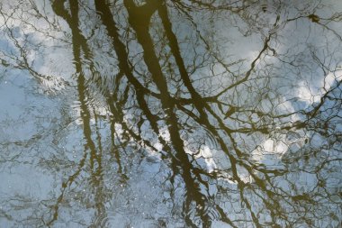 Soyut şekiller, şablonlar ve sudaki ağaç dallarının dokuları. Suluboya bir tabloya benziyor. Grafik tasarımı veya afiş arkaplanı için