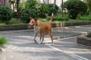Yandan görülen kahverengi dişi köpek. Yerel köpek yürüyüşü. Kahverengi, beyaz çizgili. Emziriyor gibi görünüyor.