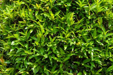 Bir grup kırmızı atış yaprağının soyut deseni ve dokusu. Grafik tasarımı veya afiş arkaplanı için