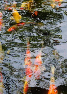 Dalgalanan suyla dolu bir gölette soyut desen ve renkli koi balığı dokusu. Evin bahçesinde koi balığı göleti. grafik tasarımı veya afiş arkaplanı için