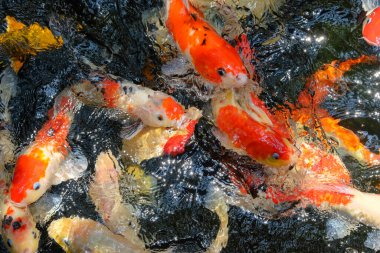 Dalgalanan suyla dolu bir gölette soyut desen ve renkli koi balığı dokusu. Evin bahçesinde koi balığı göleti. grafik tasarımı veya afiş arkaplanı için