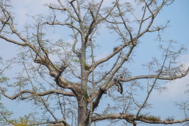 Kapok ağacının yaprakları olmayan soyut şekli ve deseni. Kapok ağacının arka planı mavi gökyüzü ve beyaz bulutlardır. Çevresel grafik veya afiş tasarımı için