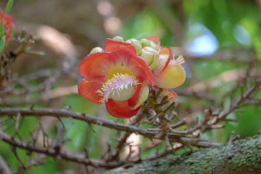 Canon Ağacı ya da Sala Ağacı 'nın çiçekleri güzel çiçek açar. Budist dini inançlarla ilişkili çiçekler. Budist dini inançlarla ilişkili çiçekler..