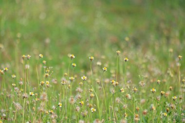 Creeping Coldenia ya da Coldenia procumbens Linn 'in soyut deseni ve dokusu. Doğada yetişen bir bitki. Uzun saplı beyaz çiçekler. Grafik tasarımı veya afiş arkaplanı için