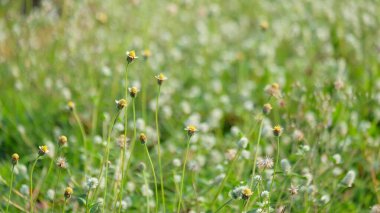 Creeping Coldenia ya da Coldenia procumbens Linn 'in soyut deseni ve dokusu. Doğada yetişen bir bitki. Uzun saplı beyaz çiçekler. Grafik tasarımı veya afiş arkaplanı için