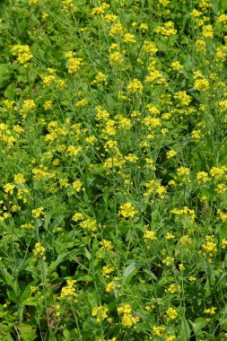 Soyut desen ve doku yeşil hardal bitkisinin sarı çiçekleri. Caisim sebze tarlası. Cadı çiçekleri birlikte çiçek açar. Doğal çiçek arkaplanı. Grafik tasarımı için.