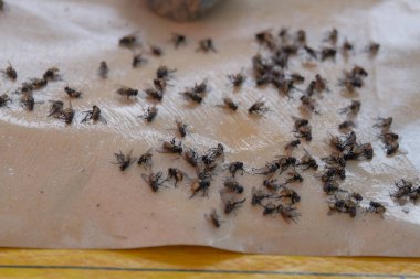 Bir grup sinek kağıt tutkal tuzağında öldü. Yapıştırıcı kağıdında sinekleri görebilirsin. Sinekler hastalık bulaşmasının kaynağıdır..