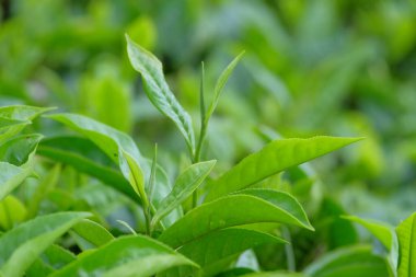 Taze yeşil çay yapraklarını kapatın. Doğal yeşil doku arka planı. Yapraklar içki yapmak için bir malzemedir. Taze ve doğal görünüyor. Grafik tasarımı veya afiş arkaplanı için