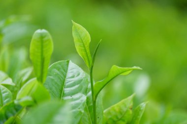 Taze yeşil çay yapraklarını kapatın. Doğal yeşil doku arka planı. Yapraklar içki yapmak için bir malzemedir. Taze ve doğal görünüyor. Grafik tasarımı veya afiş arkaplanı için
