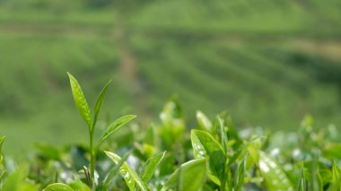 Kapalı çay falı çekimleri arka planda. Endonezya dağlarındaki çay tarlaları. Grafik tasarım ve afiş için kullanılabilir. Bokeh arkaplanlı filizler ve çay.