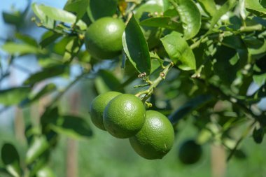 Genç portakal meyvesi ağaçta hâlâ yeşildir. Kırsal kesimde portakal bahçesi. Ağaçta asılı portakallar