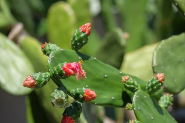 Ladle kaktüsü çiçeği ya da Opuntia Cochenillifera. Kaktüs kırmızı çiçekli bir kepçe şeklindedir. Kaktüs bitkileri dikenlidir ve kuru alanlara dayanıklıdır.