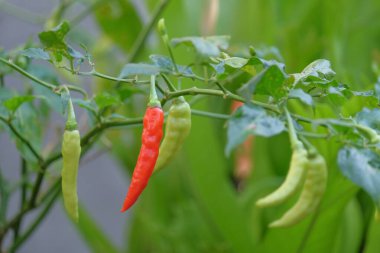 Ağaçta taze biber var. Yeşil ve kırmızı renkler gür görünüyor. Tarım endüstrisi kavramları