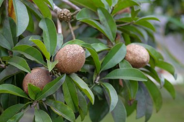 Ağaçtaki Sapodilla meyvesi. Kapalı kahverengi sapodilla meyvesi