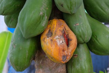 Ağaçtaki çürük papaya meyvesi. Papaya meyvesi içi boş ve çürümüş. Böcek ve hastalık saldırıları yüzünden..