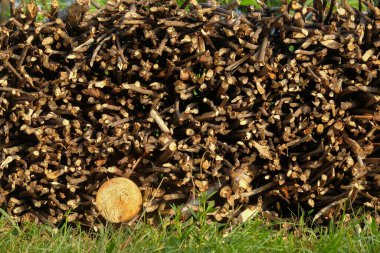 A neat pile of dry tree branches. Abstract shapes, patterns and textures. Dry twigs for firewood.Copy space clipart