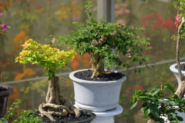 Güzel şekilli bonsai bitkilerini kapatın. Bonsai ekimi ve bakımı hobisi
